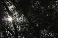 glimpse of the sun between the branches of an olive tree