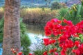 Glimpse of Temo river, Sardinia