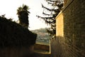 A glimpse with a view from an alley with a palm tree in a medieval Italian village Marche, Italy