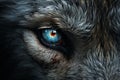 Glimpsing the Soul: Unveiling the Enigmatic Allure of the Eyes of the Wolf Royalty Free Stock Photo