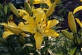 a glint of light on the petals of a yellow lily