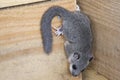 Glis glis Royalty Free Stock Photo