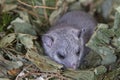 Glis glis Royalty Free Stock Photo