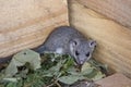 Glis glis Royalty Free Stock Photo