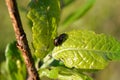 Glischrochilus quadripunctata beetles mating on a small leaf in summer Royalty Free Stock Photo