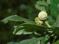 Glistening acorns and leaves in Hertfordshire Parkland Royalty Free Stock Photo