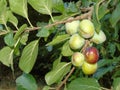 Glistening berries in Hertfordshire Parkland Royalty Free Stock Photo