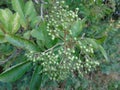 Glistening berries and leaves in Hertfordshire Parkland Royalty Free Stock Photo