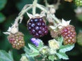 Glistening berries and leaves in Hertfordshire Parkland Royalty Free Stock Photo