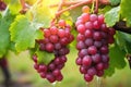 glistening dew drops on fresh vineyard grapes