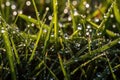Glistening Dew Drops On Morning Grass: Macro Close-up Of Peaceful Nature