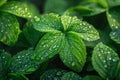 Glistening dew on fresh green leaves