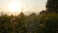 Glistening dew on spiderweb at sunrise in meadow Royalty Free Stock Photo