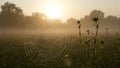 Glistening dew on spiderweb at sunrise in meadow Royalty Free Stock Photo