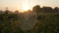 Glistening dew on spiderweb at sunrise in meadow Royalty Free Stock Photo
