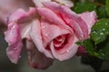 Glistening dewdrops adorn the delicate petals of a pink rose, capturing nature\'s elegance in exquisite detail Royalty Free Stock Photo