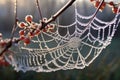 glistening dewdrops on a frosty spider web