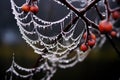 glistening dewdrops on a frosty spider web