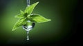 Glistening drop of clear stevia extract delicately suspended on lush green fresh leaves