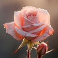 Glistening Elegance: A Meticulously Detailed Close-Up of a Dew-Covered Rose, Nature\'s Tearful Embrace of Floral Beauty - AI Gener