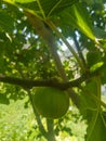 Glistening Fig Hanging from a Branch