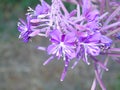 Glistening flowers and leaves in Hertfordshire Parkland Royalty Free Stock Photo