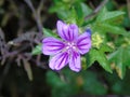 Glistening flowers and leaves in Hertfordshire Parkland Royalty Free Stock Photo