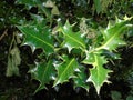 Glistening leaves in Hertfordshire Parkland Royalty Free Stock Photo