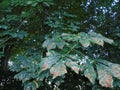 Glistening trees in Hertfordshire Parkland