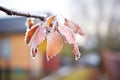 glistening frost on weeping cherry leaves