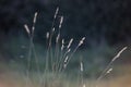 Glistening grass at sunset