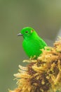 Glistening-green Tanager - Chlorochrysa phoenicotis