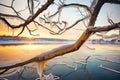 glistening ice on a branch with sunrise hues