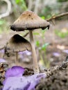 Glistening Ink Cap