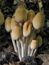 Glistening Ink Cap Royalty Free Stock Photo