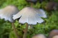 Glistening Inkcap