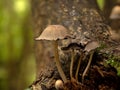 Glistening Inkcap Fungi in Woodland Royalty Free Stock Photo