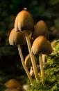 Glistening inkcap mushrooms Royalty Free Stock Photo