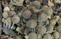 Glistening Inkcap mushrooms fruiting on dead wood.