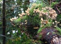 Glistening Inkcap mushrooms fruiting on dead wood.