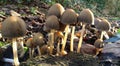 Glistening Inkcap mushrooms fruiting on dead wood.