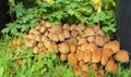 Glistening inkcap mushrooms in grass