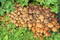 Glistening inkcap mushrooms in grass Royalty Free Stock Photo