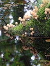 Glistening Inkcap mushrooms fruiting on dead wood.