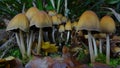 Glistening Inkcap mushrooms fruiting on dead wood.