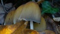 Glistening Inkcap mushrooms fruiting on dead wood.