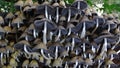 Glistening Inkcap mushrooms fruiting on dead wood.