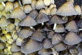 Glistening Inkcap mushrooms fruiting on dead wood.