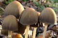 Glistening Inkcap mushrooms fruiting on dead wood.