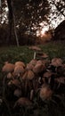 Glistening Inky Cap Mushrooms also known as Mica Cap or Shiny Cap. Coprinellus micaceus plant in the green grass